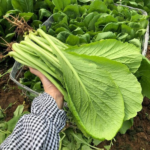有些春菜自带“毒”，吃前记住这个步骤